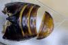 Pterostichus oenotrius